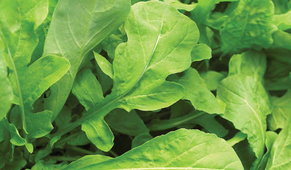 ASTRO Arugula