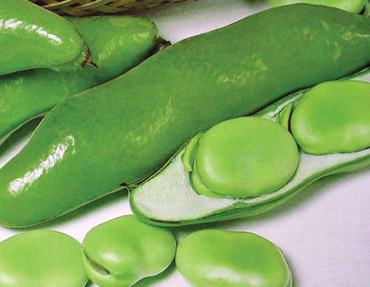 ASPABROC Baby Broccoli