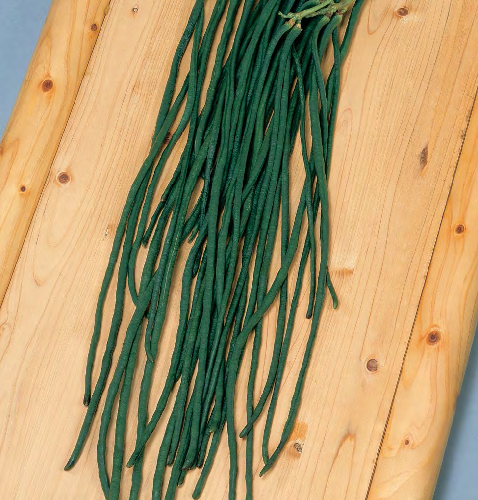 JUMBO Fava Bean