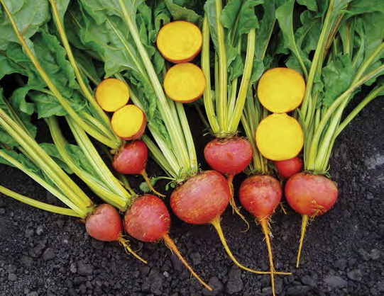 MERLIN Beet