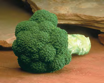 GREEN MAGIC Broccoli