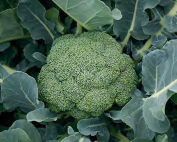 MARATHON Broccoli