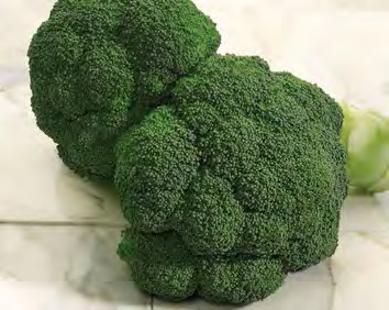 GYPSY Broccoli