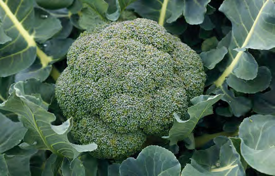 IMPERIAL Broccoli