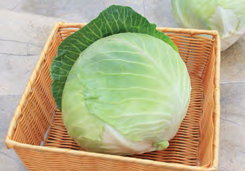HEADSTART Cabbage