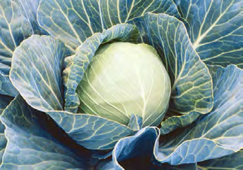 STORAGE #4 Cabbage