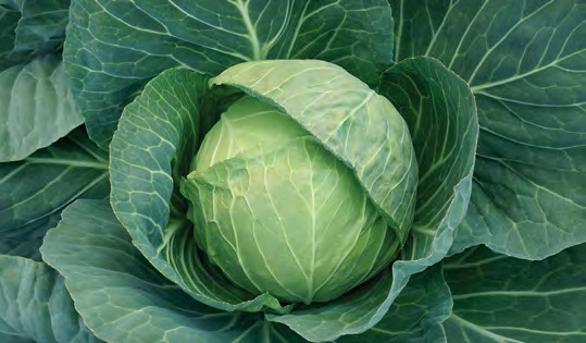 STONEHEAD Cabbage