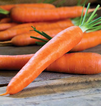 DUQUESA Carrot