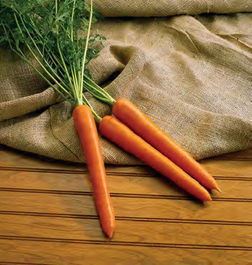 FUERTE Carrot