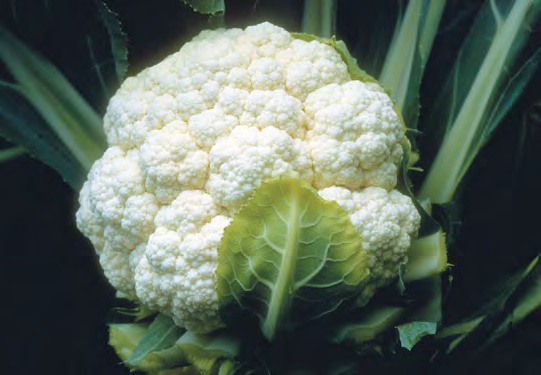 TWISTER Cauliflower