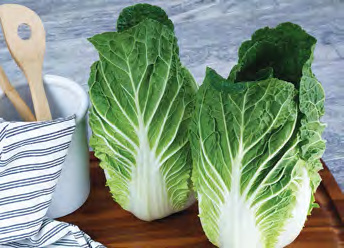 CHINA COAST Chinese Cabbage