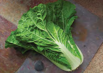 CHINA KING Chinese Cabbage