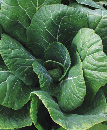 TOP BUNCH 2.0 Collard