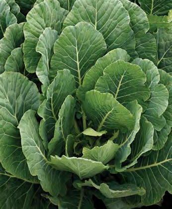 VATES Collard