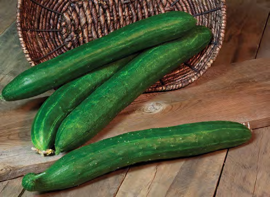 TASTY GREEN Cucumber