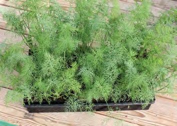 DUKAT Dill