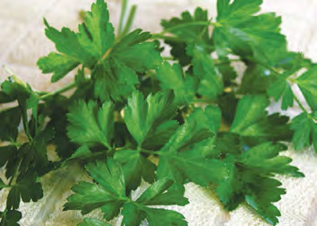 DARK GREEN ITALIAN Parsley