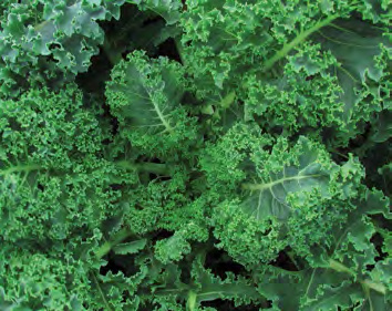VATES BLUE CURLED SCOTCH Kale