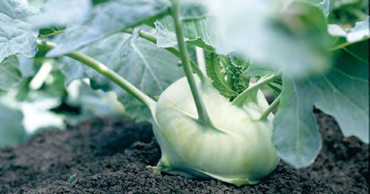 QUICKSTAR Kohlrabi