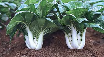 JOI CHOI Pak Choi
