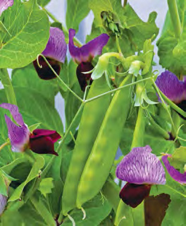 LITTLE SNOWPEA PURPLE Pea
