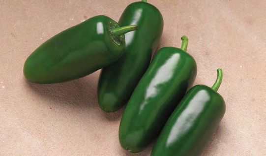 CAMPEON Jalapeño Pepper