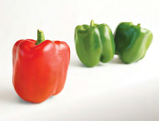 MAJESTIC RED Bell Pepper