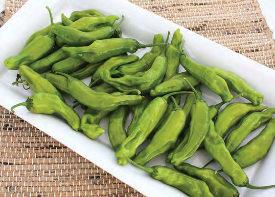 TAKARA Shishito Pepper