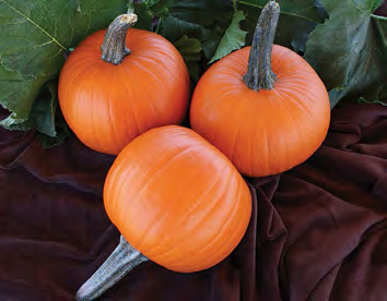 JACK SPRAT Pumpkin