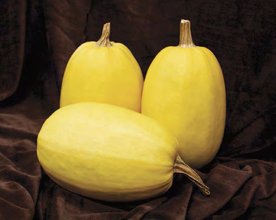 GENESIS Butternut Squash
