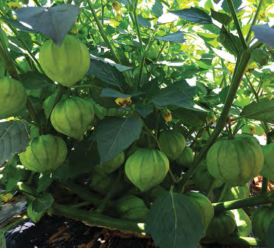 SUPER VERDE Tomatillo