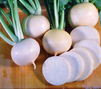 WHITE LADY Turnip